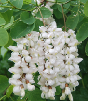 아까시나무는 황기나 고삼의 잎처럼 어긋난 형태로 둥근잎이 존재하며 하얀색 포도송이처럼 늘어진 형태의 꽃이 핀다.