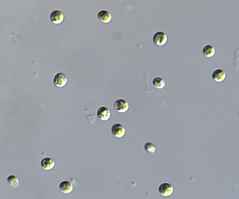클로렐라 소로키니아나(Chlorella sorokiniana)는 녹조류(Chlorophyta)에 속하는 단세포 미세조류로, 주로 담수에서 발견되며, 강, 호수, 연목 등에서 존재한다. 높은 영양가와 다양한 비타민, 미네랄, 항산화 물질, 단백질, 오메가-3지방산 등을 함유하고 있다.